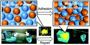 Rapid hydrogel repair utilizing microgel architectures.